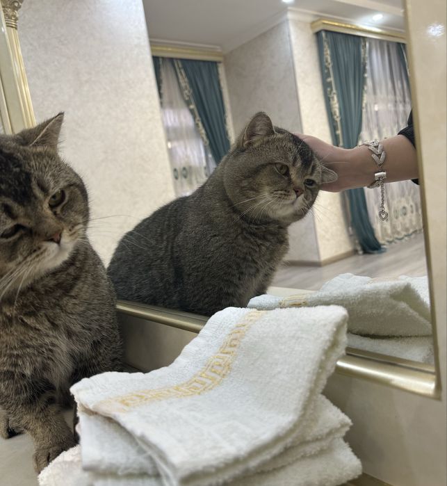 Продаётся красавчик шиншилла