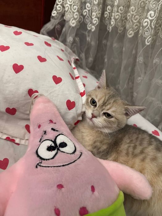 Британская шиншила