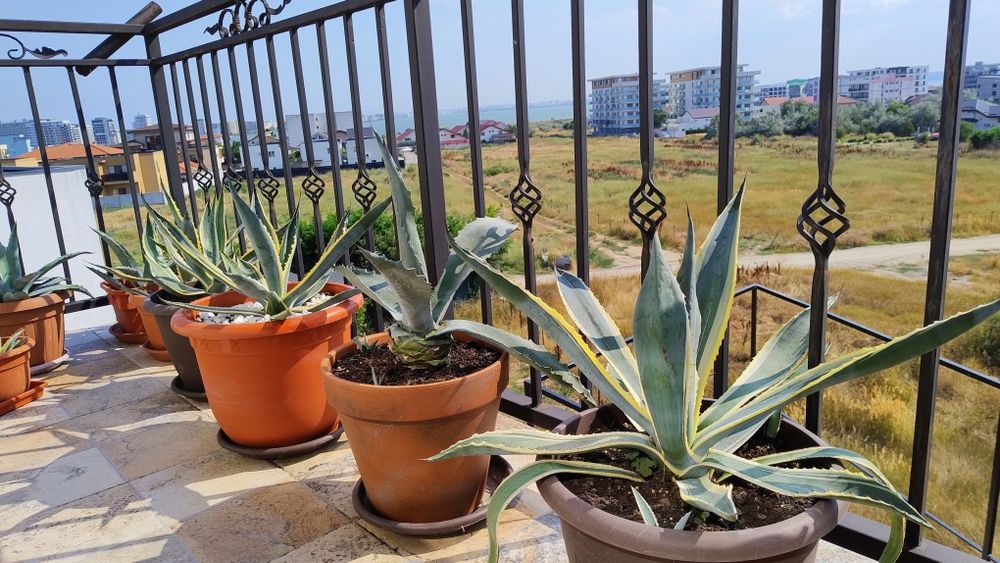 De vânzare agave, americane și albastre.