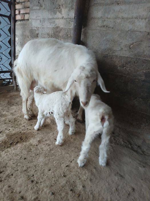 Она бола ечки сотилади