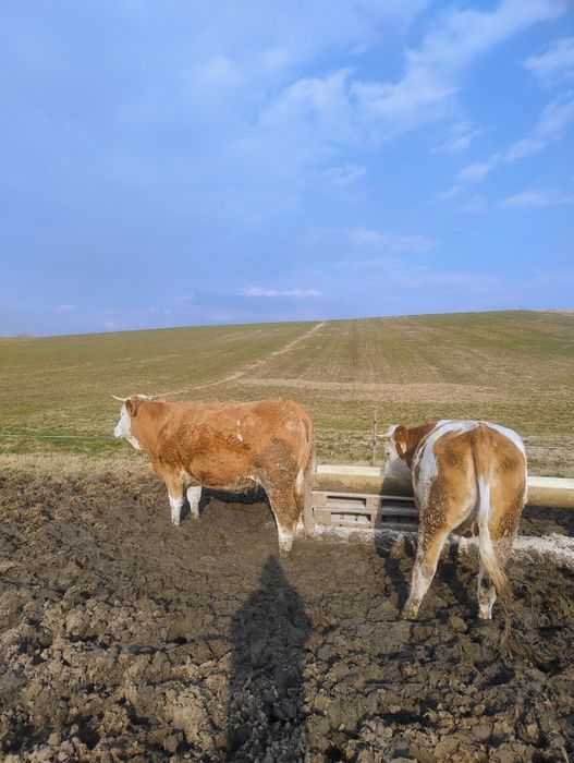 Juninci la prima fătare!!