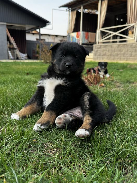 Щенки девочки 1,5 месяца