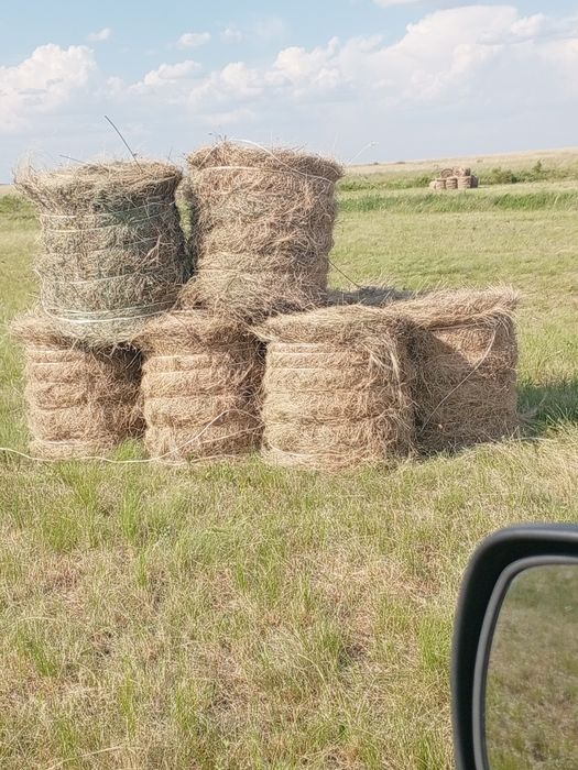 Сено в рулонах.летние