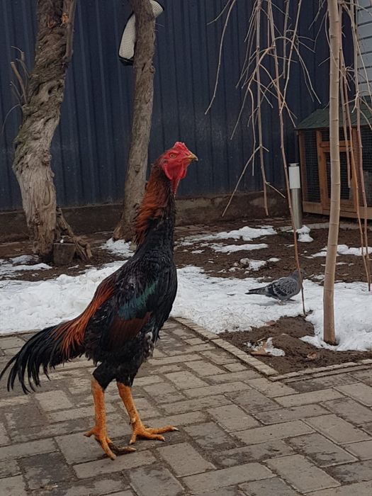 Петух бойцовый дакан