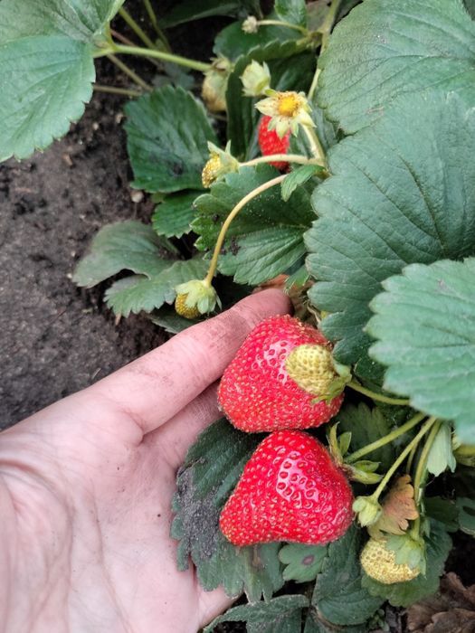 Продам клубнику ремонтантную. Бронь
