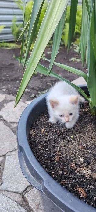 Отдам котёнка в добрые руки
