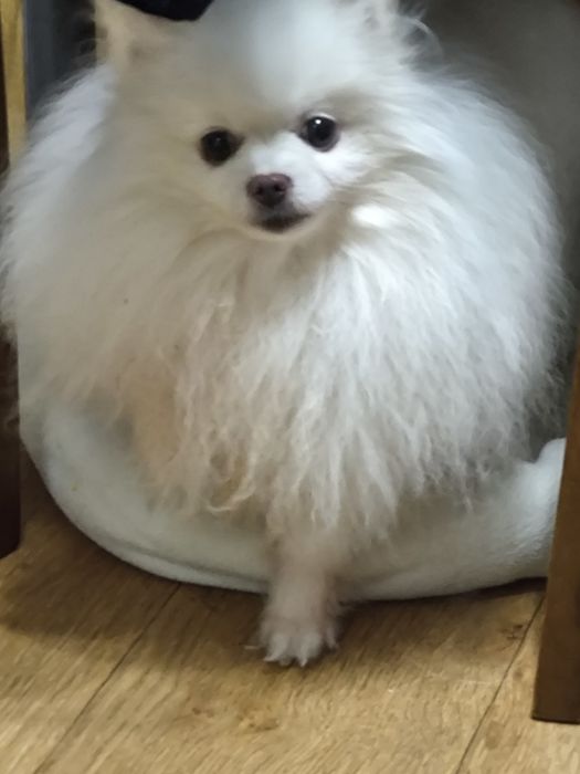 Красавец померанец, на вязку