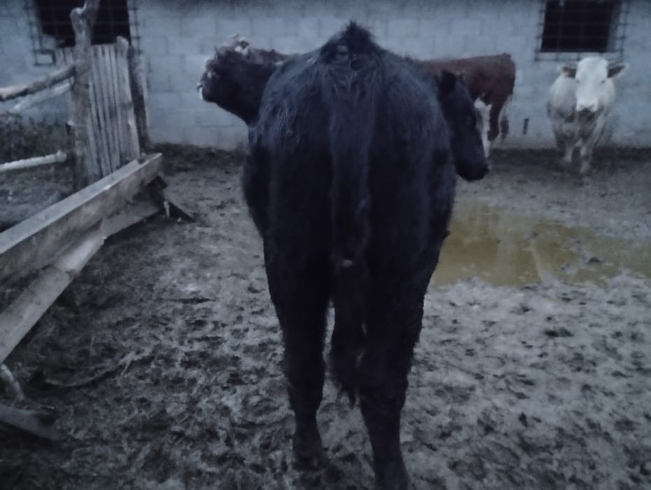 Құнажындар сатылады