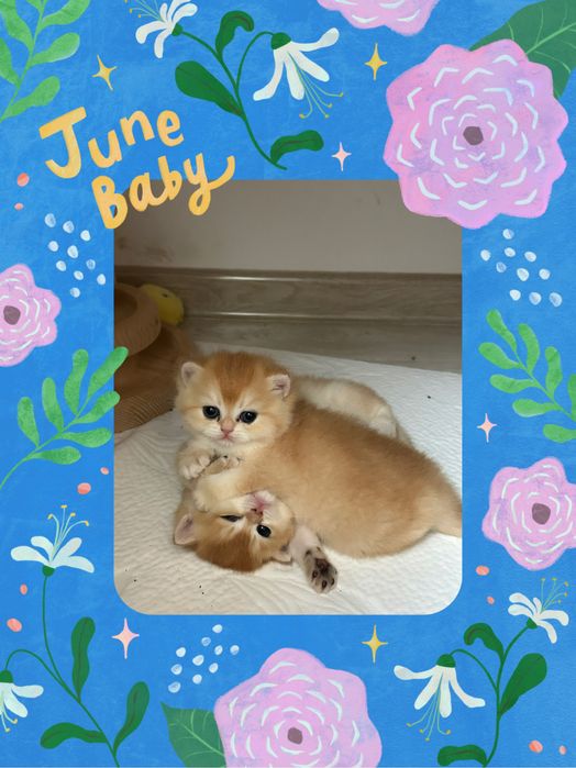 Золотая шиншилла