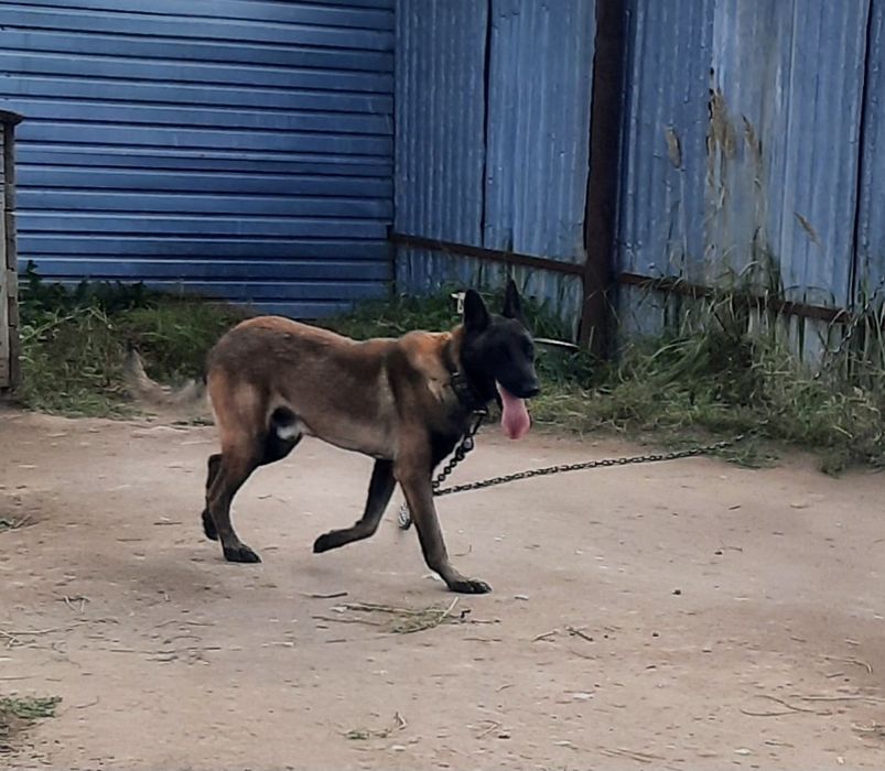 Бельгиская Овчарка Малинуа Кобель