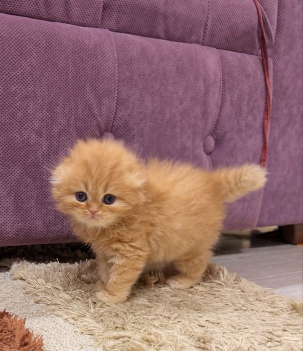 Шотланский скоттиш фолд!