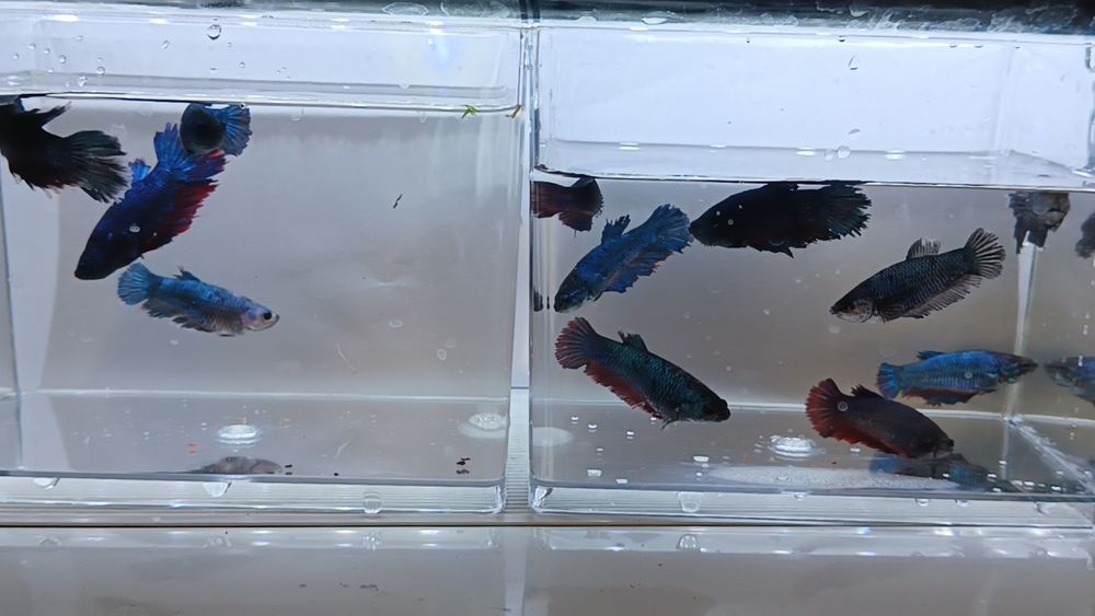 Аквариумные рыбки петушки