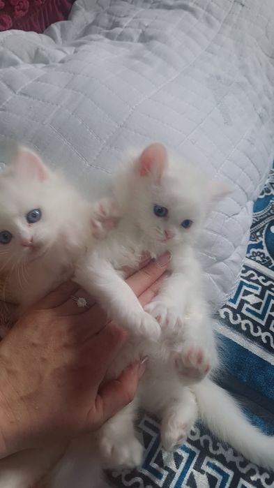 Здравствуйте продаются котята белинкие пушистые очень милые