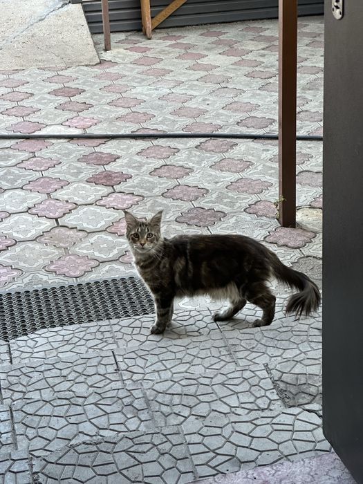 Продаются красивые котята