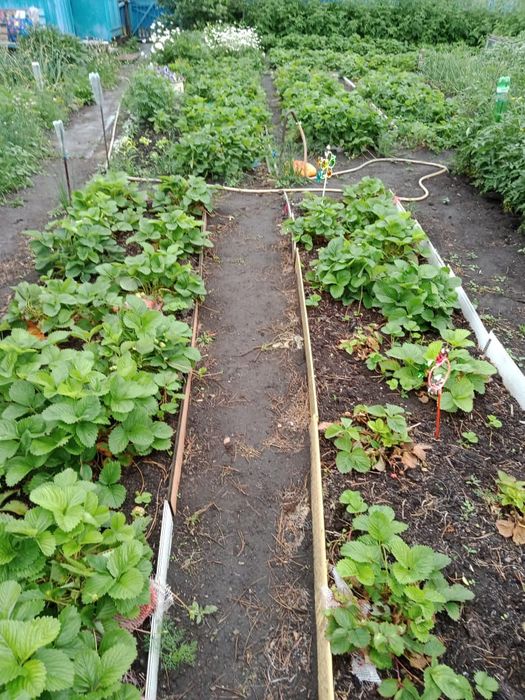 Продам дачу/огород