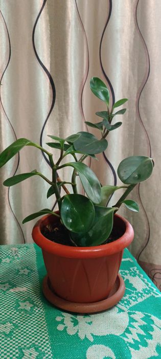 Продам комнатное растение Пеперомию.