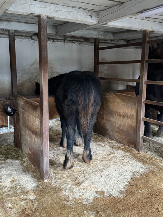 Mânji armăsari de vânzare