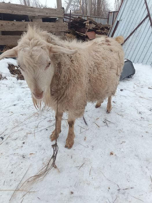 Теке 2жасар семіз