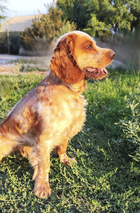 Продаётся Спаниель (английский кокер)