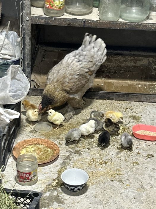 Продаетса Курочка с циплятами 11 штук  местные