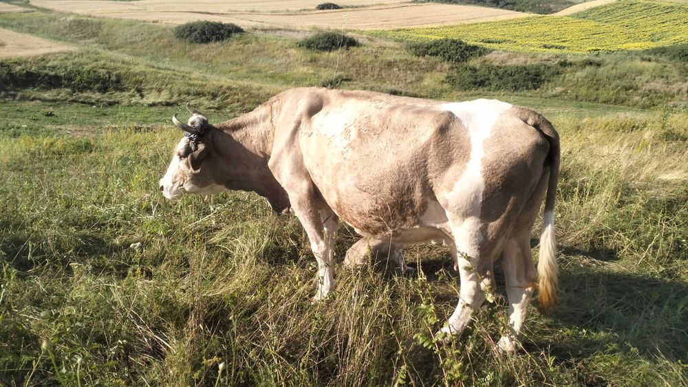 Vaca buna de lapte de vanzare