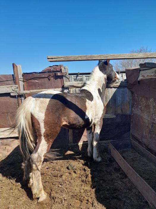 Продам жеребца..