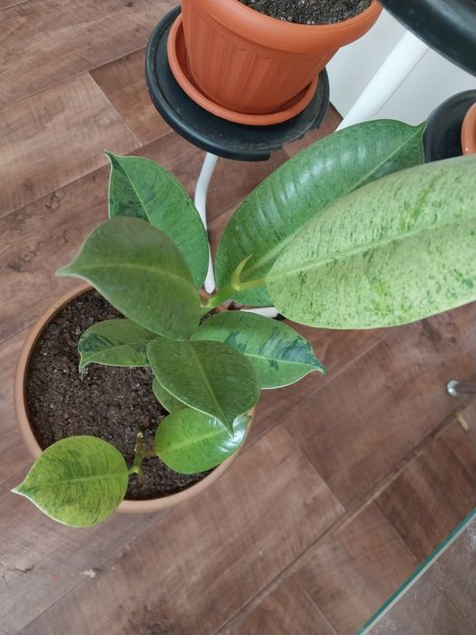 Фикус шривериана