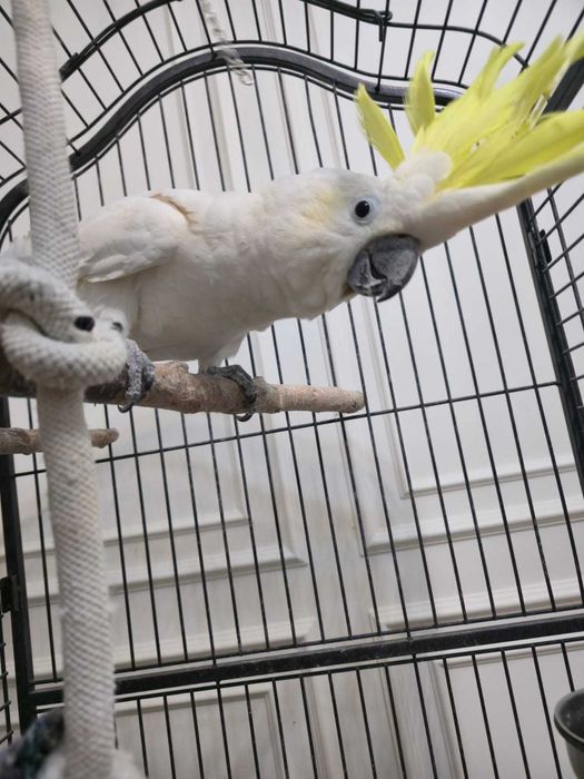 продам попугай какаду говорящий говорит