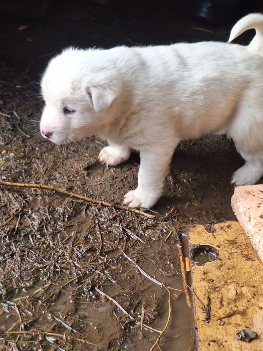 Продам лайчат 3 девочки