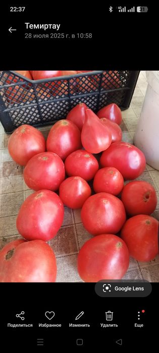 Продаю семена помидор,