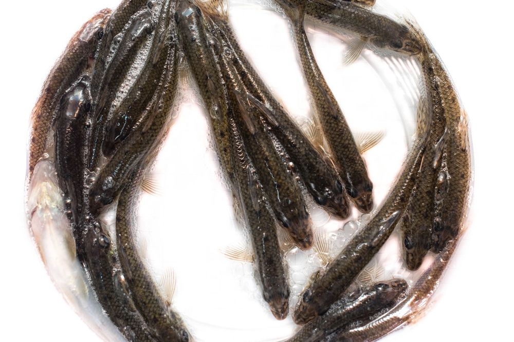 Живец для рыбалки