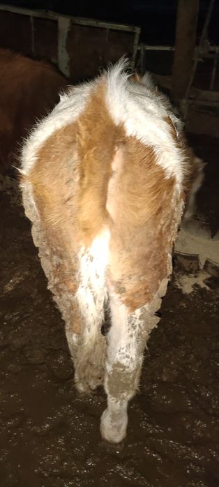 Бұқа, қашарлар симментал