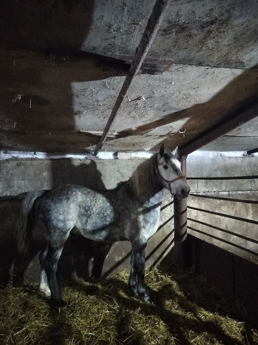 Продам племянного жеребца