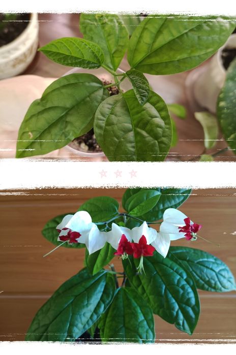 Комнатные растения