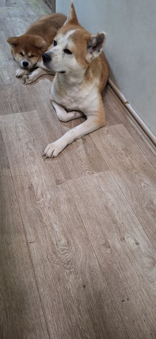 Продаётся щенок Акита Ину