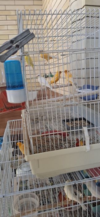Продаётся канарейки самцы
