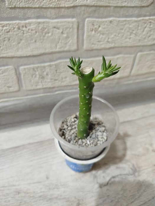 Продам суккуленты кактусы