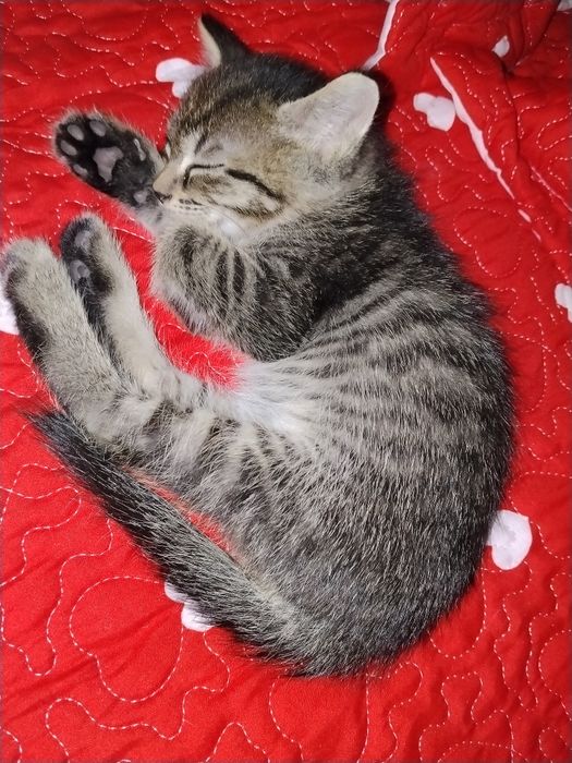 Отдам котят мальчики