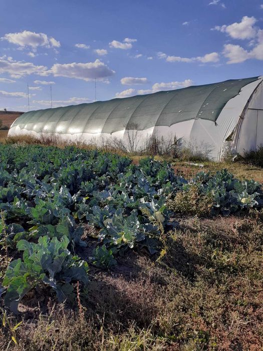 Sere de legume, de vanzare