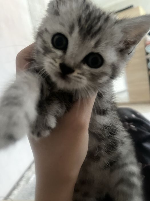 продам котенка девочка