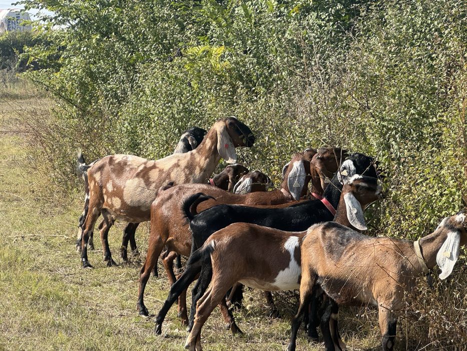 Capre si iede anglonubian cu pedegree