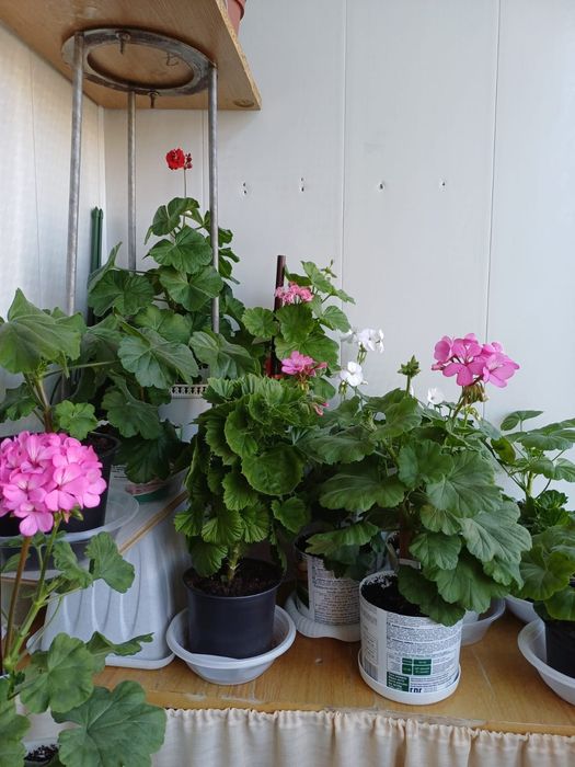 Продаются различные цветы