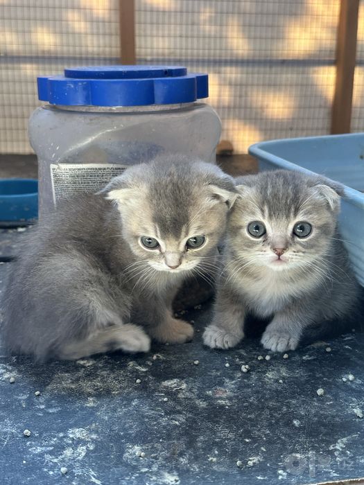 Продаются котята.