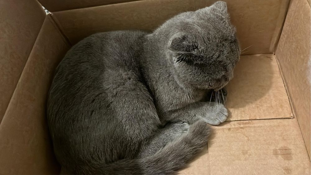 Мысык сатылады ..