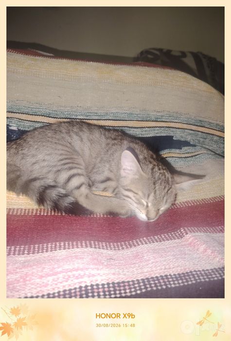 Котики беспородные