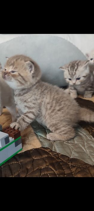 Шатланские котята