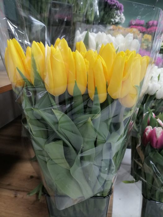 Тюльпаны Оптом и В розницу