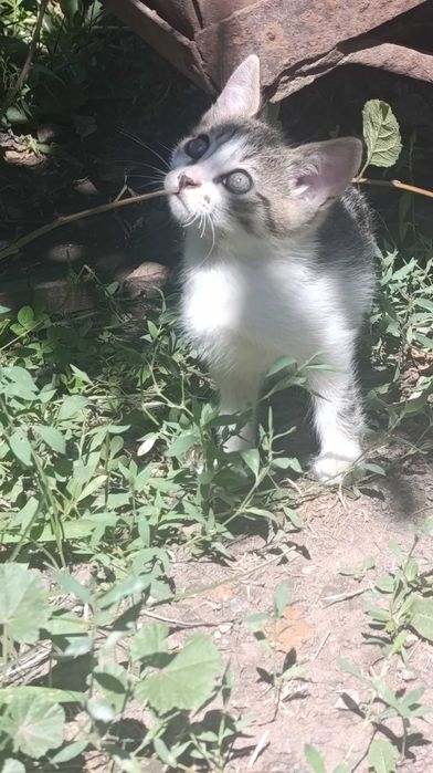 Котята бесплатно