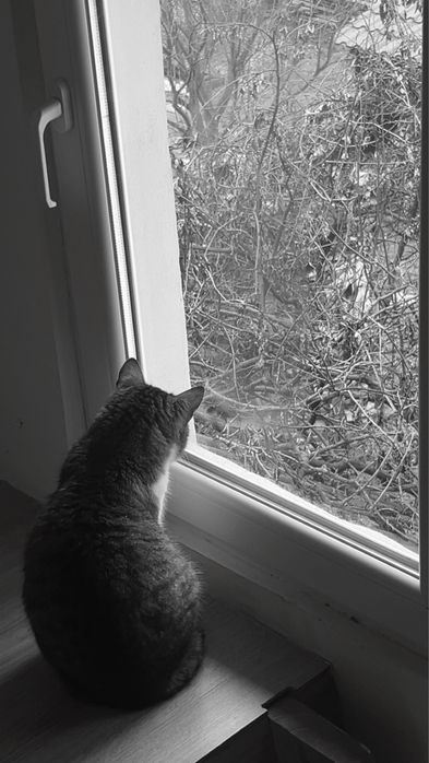 Pet sitter-pisici Cluj