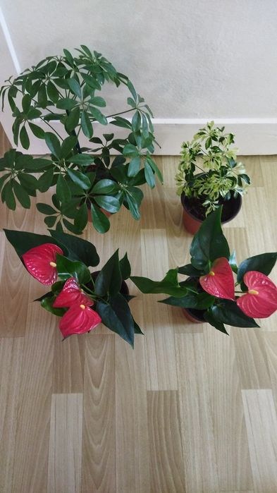 Комнатные цветы в ассортименте